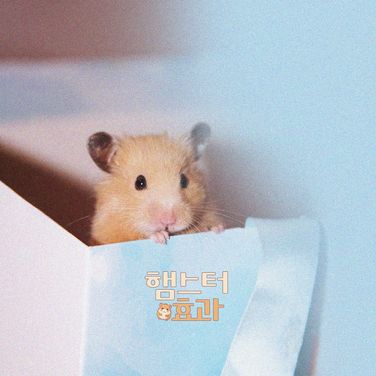 햄스터 효과 poster
