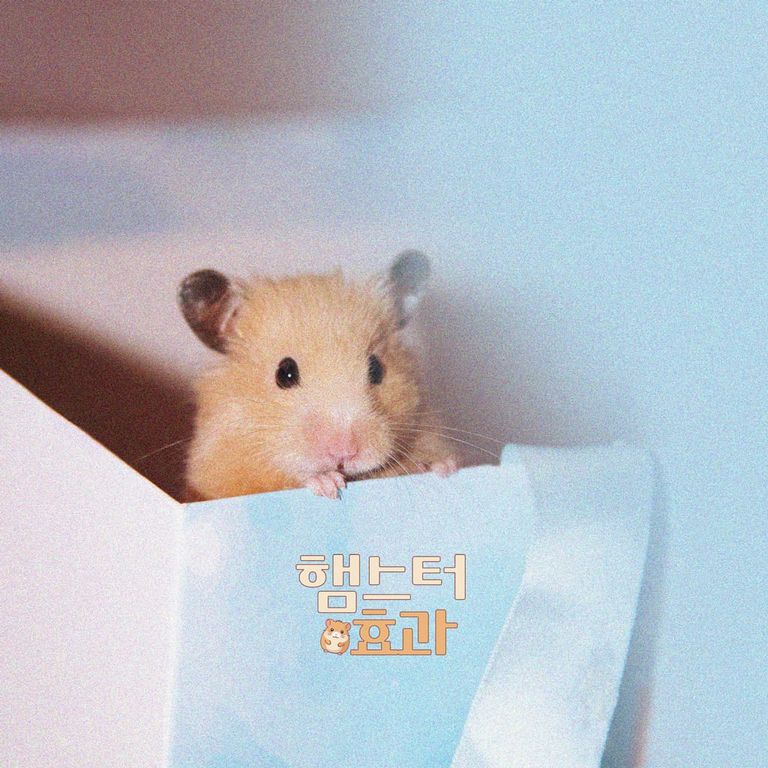 햄스터 효과