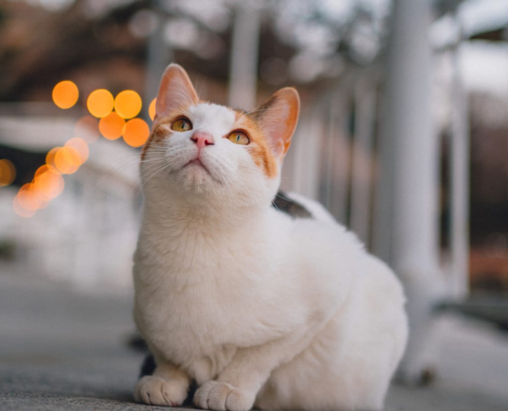 야르메