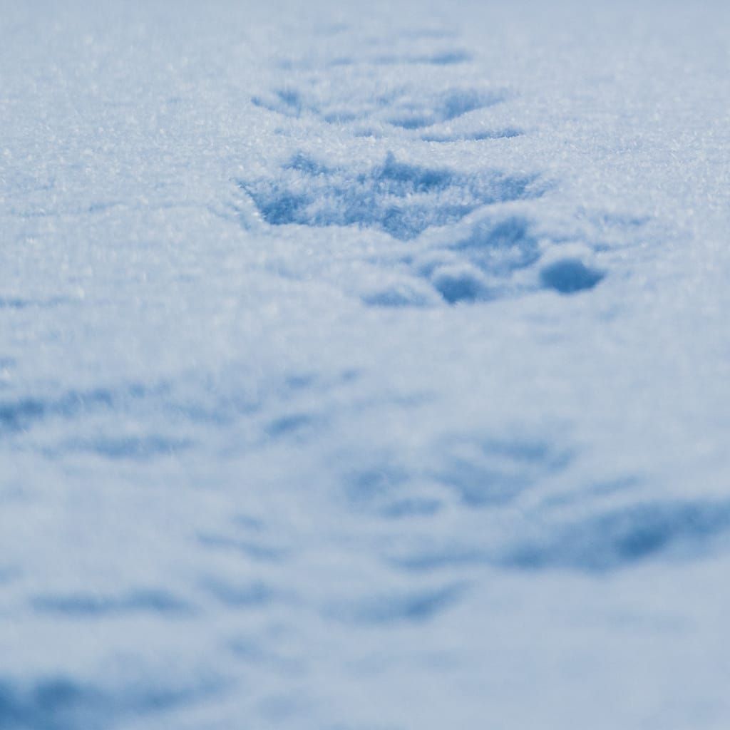 大雪注意報が発令されました