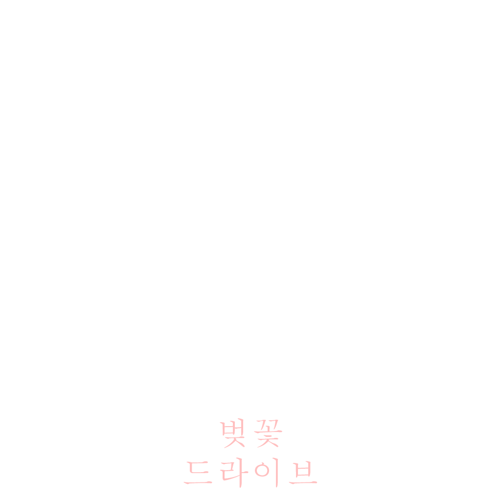 벚꽃 드라이브