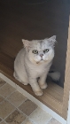김연두