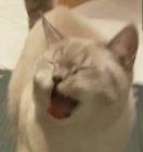 뚜비뚜밤