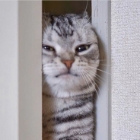 따끔