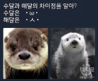 수다떠는 수달