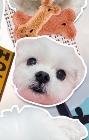 ss_eul