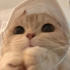 따끔