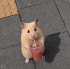 이일랭