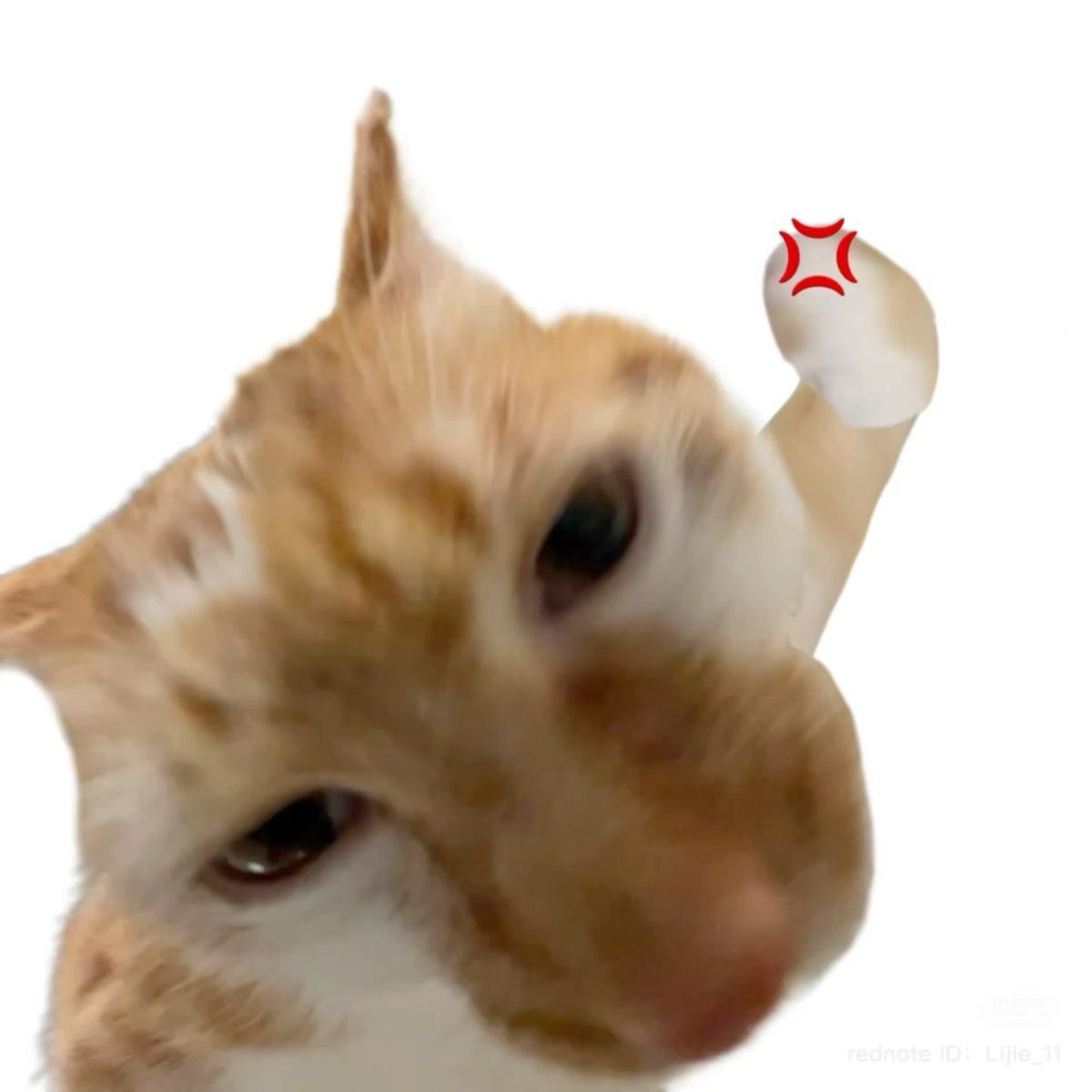팍시고양이