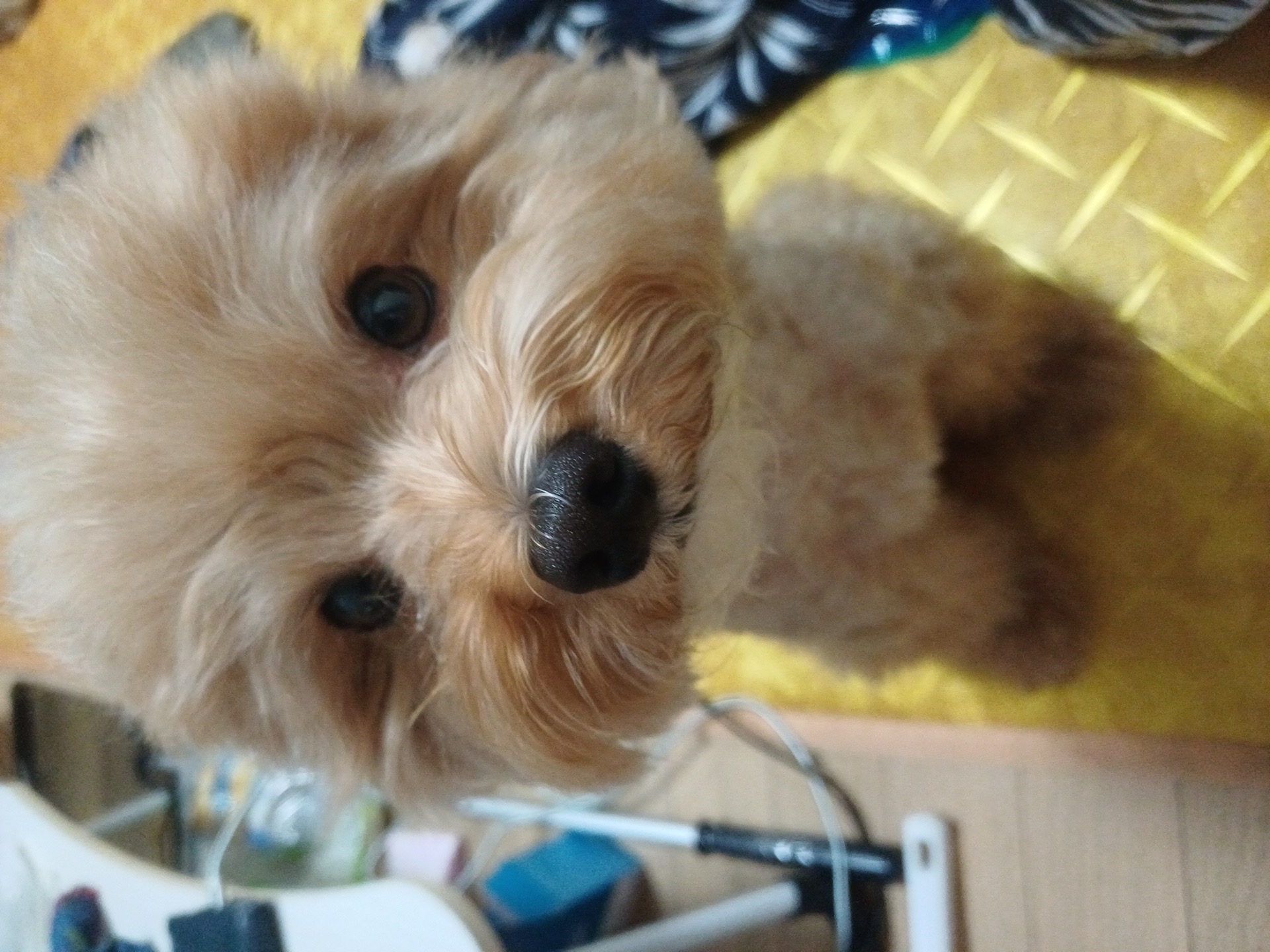그냥그냥이